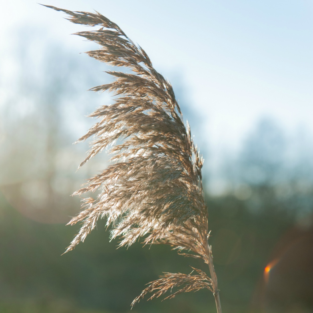 Riet kl